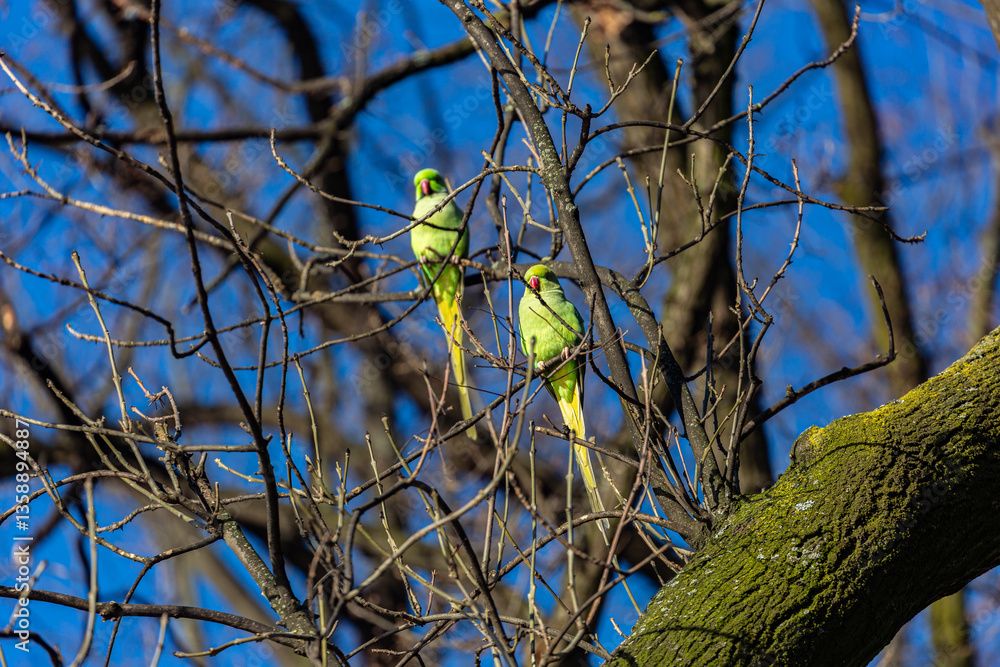 Yellow parrot on branch in winter