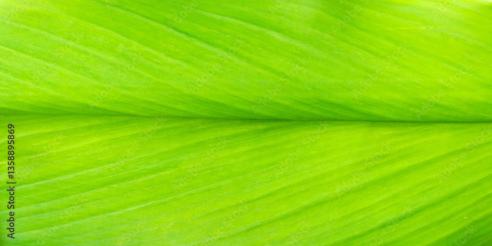 Curcuma Longa Leaf or Turmeric Leaf with Vivid Green Vein Texture and Natural Pattern for Backgrounds, Digital Designs, and Nature-inspired Projects. Curcuma Longa Leaf or Turmeric Leaf with Vivid Green Vein Texture and Natural Pattern for Backgrounds, Digital Designs, and Nature-inspired Projects.