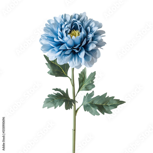 Serene blue dahlia, a symbol of tranquility and elegance, standing tall against a pure white backdrop.