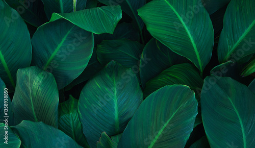 Wallpaper Mural leaves of Spathiphyllum cannifolium, abstract green texture, nature background, tropical leaf. Torontodigital.ca