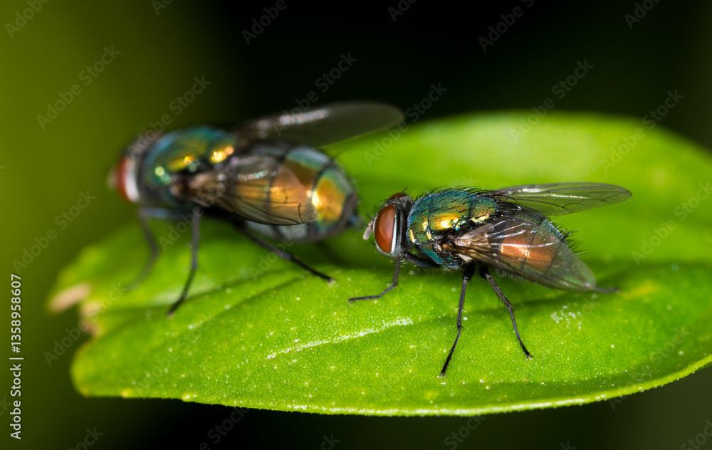 Fototapeta premium close up of a pair of green blow flies against out of focus background