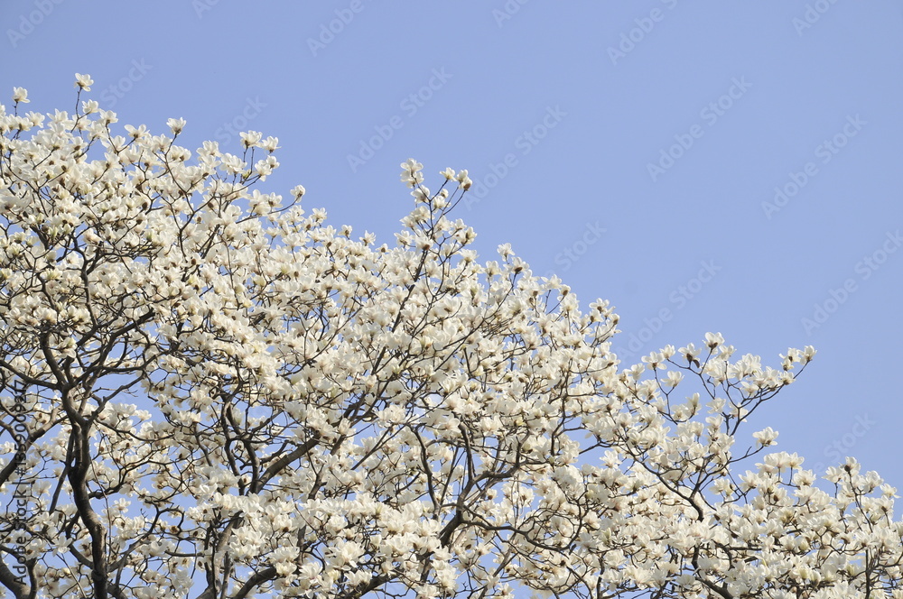 満開の木蓮の花 満開の木蓮の花