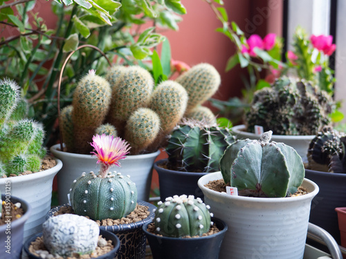 Astrophytum pink flower blooming desert plant green cactus cacti home garden fresh watering background beautiful houseplant leaf botany succulent nature tropical tree decoration pot select focus