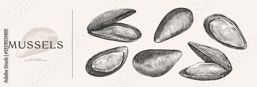 Large set of mussels. Seafood hand-drawn in engraving style. Perfect for use in seafood branding, menus, restaurant decor, marine designs, or packaging concepts.