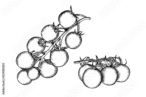 Tomato sketch outline illustration set. Cherry tomato simple doodle drawing in engraving style. Hand drawn vector line art clipart isolated on white background