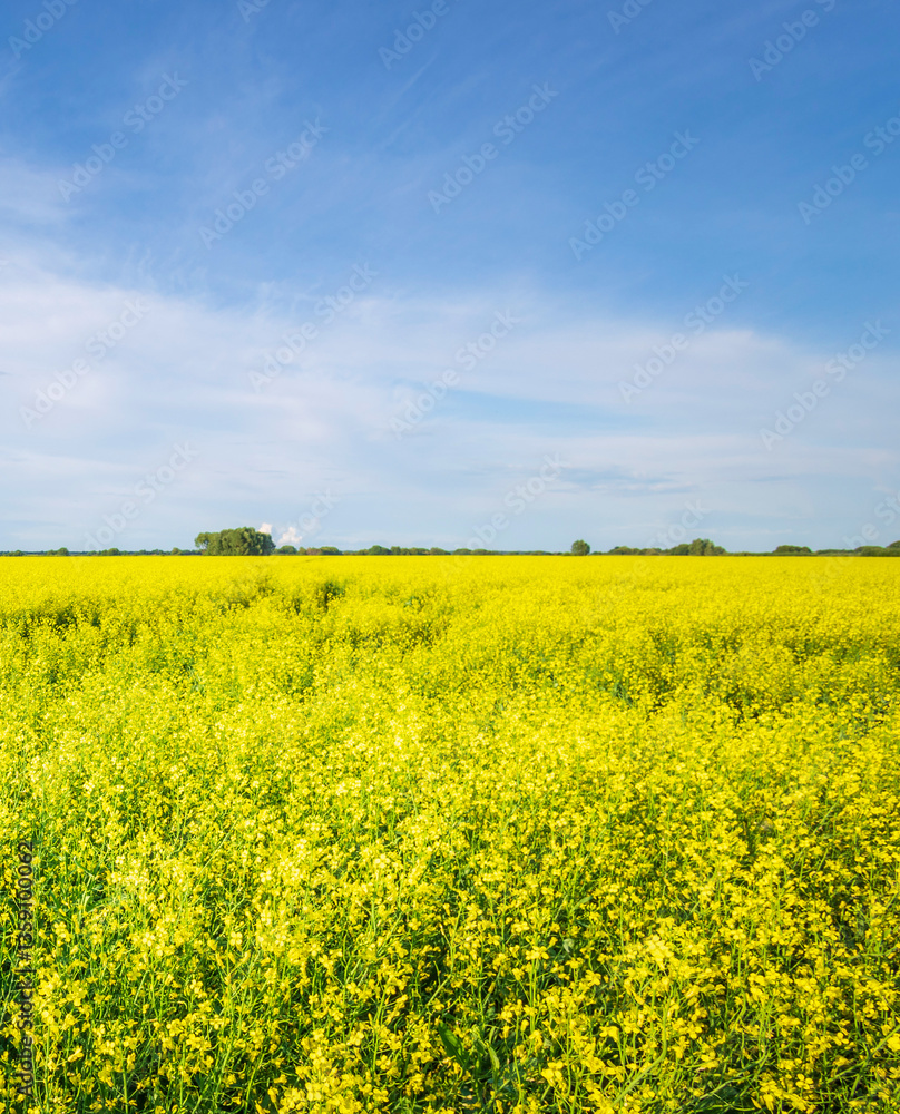 Fototapeta premium Field of yellow flowers with a blue sky in the background
