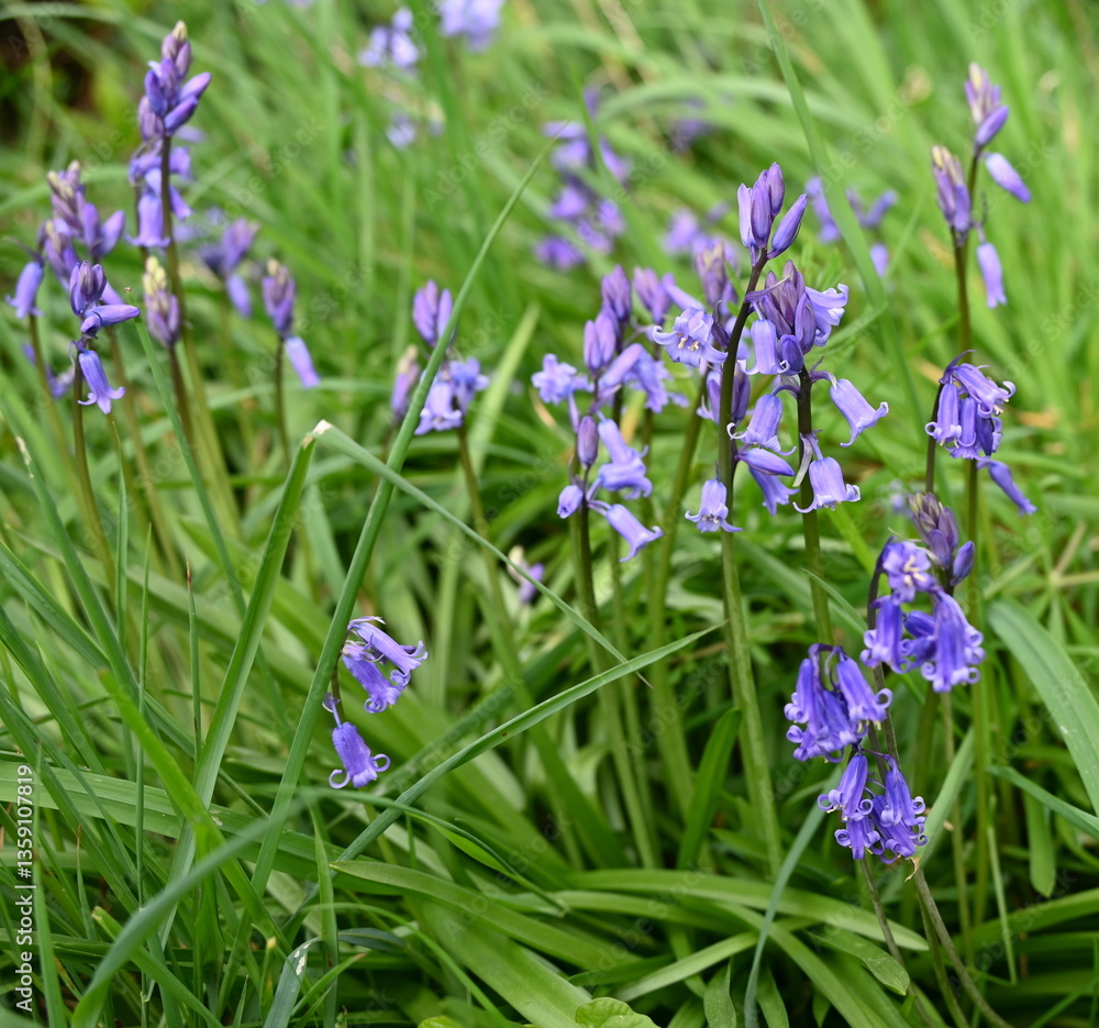 Growing bluebells in sunlit forest in England. Growing bluebells in sunlit forest in England.
