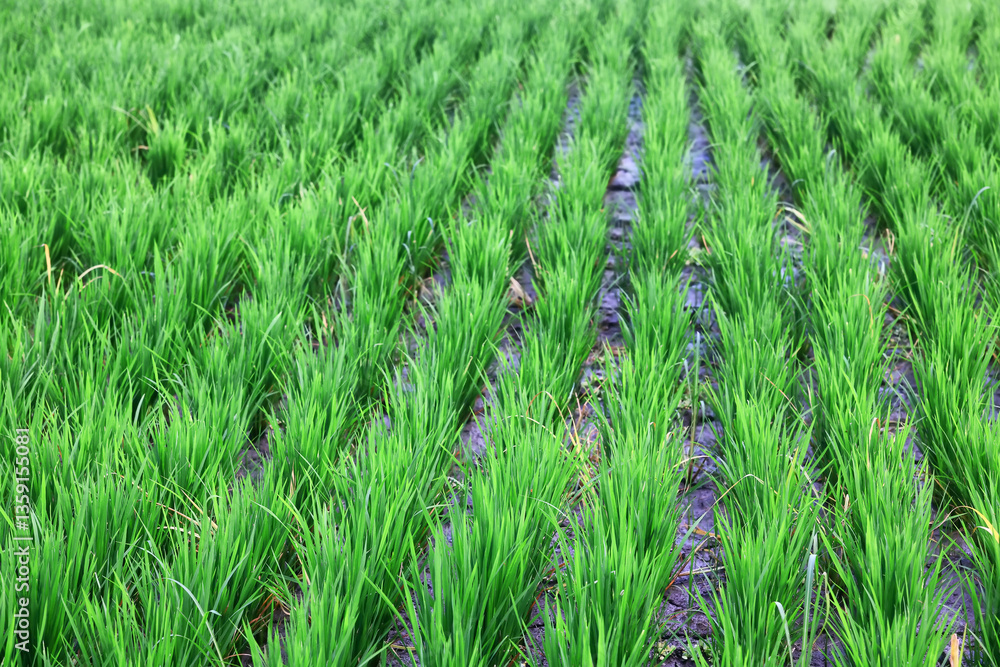 Fototapeta premium Texture of green fresh grass, rice field close-up