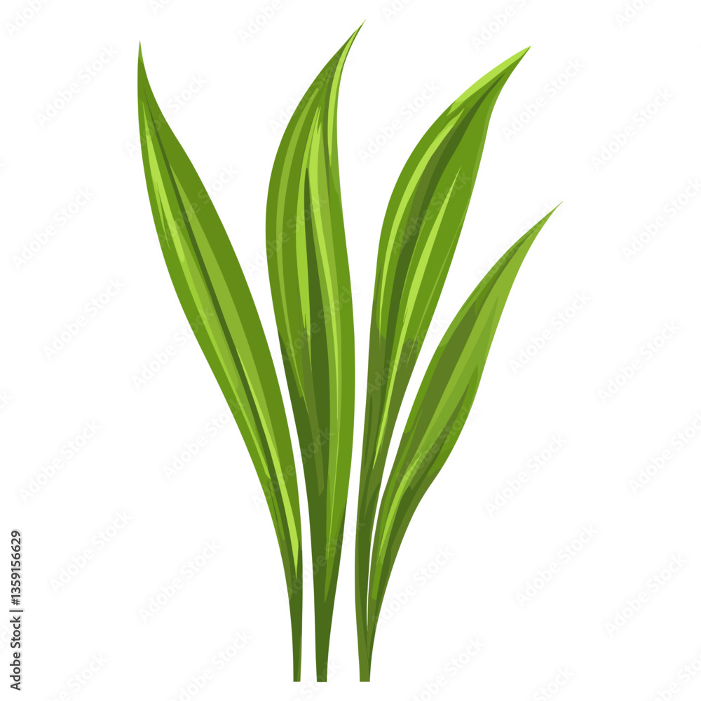 Green grass leaf leaves illustration plant vector