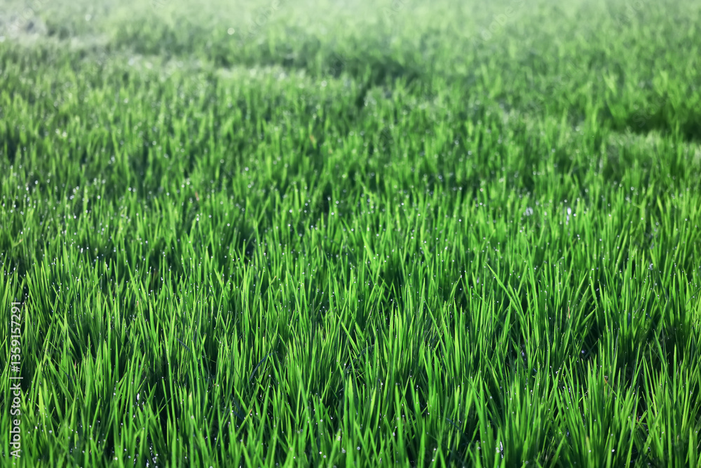 Texture of green fresh grass, rice field close-up Texture of green fresh grass, rice field close-up