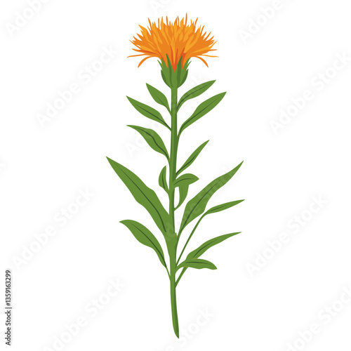 An orange Common Knapweed wildflower clip art illustration herbal plant vector