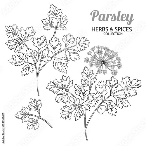 Parsley Branch with Flowers and Leaves Outline Illustration. Organic natural nutritional healthy food ingredient, vegetarian diet product. Vector isolated for design or decoration.