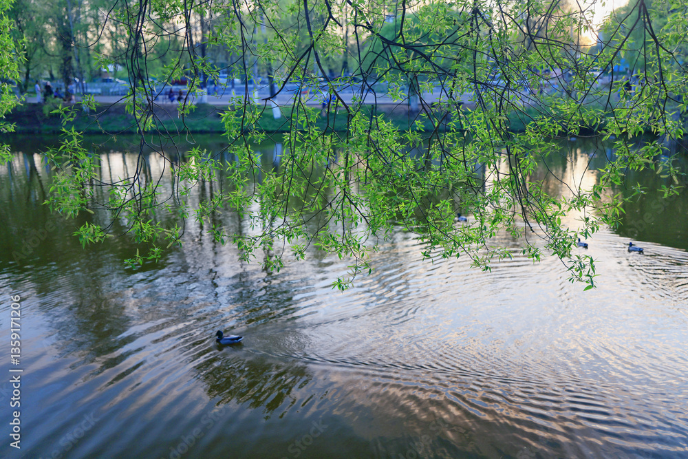 Fototapeta premium spring green forest, abstract nature background, landscape