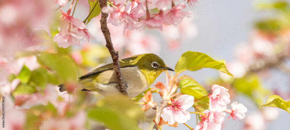 満開のサクラに止まる可愛い野鳥 満開のサクラに止まる可愛い野鳥