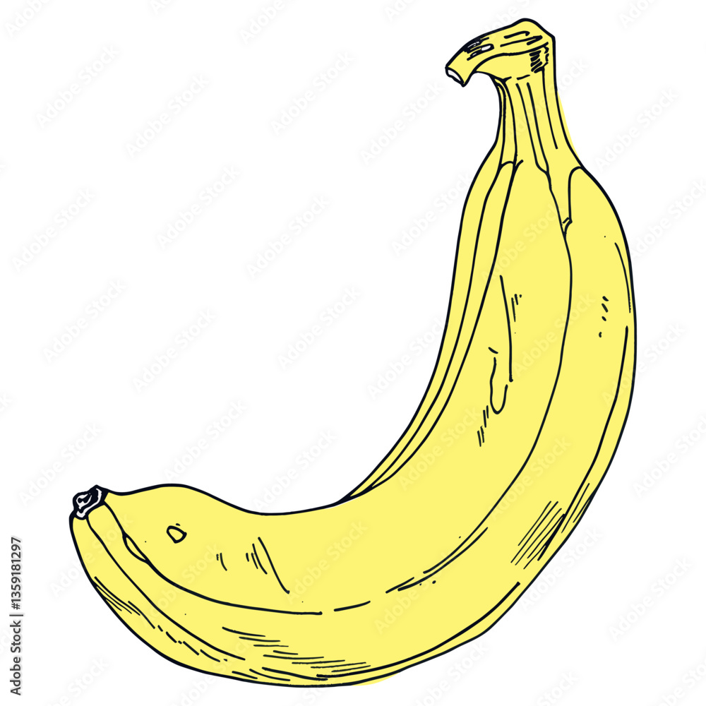 Banana illustration fruit hand-drawn vector