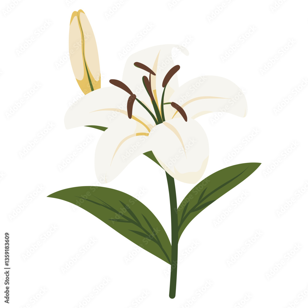 Fototapeta premium White lilly flower illustration plant lily vector