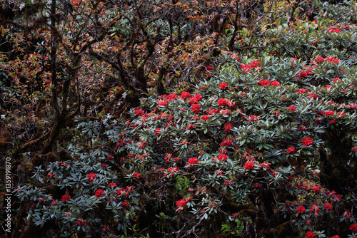 Rhododendron delavayi red flowers a the Doi Inthanon summit in Thailand