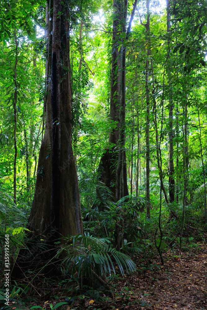 Obraz premium Deep rainforest scenery in south Thailand