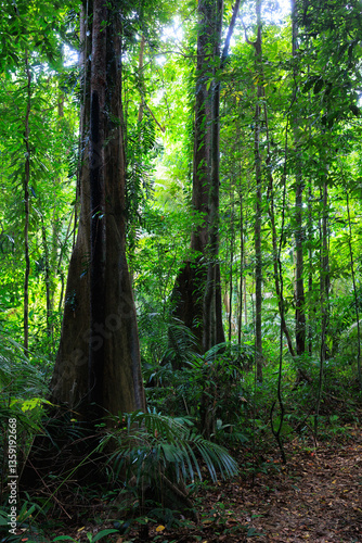 Deep rainforest scenery in south Thailand