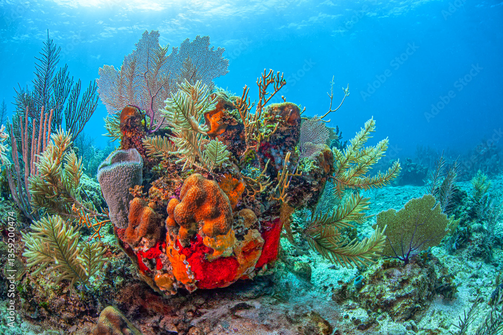 Caribbean coral garden, Bonaire