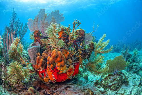 Obraz na płótnie Caribbean coral garden, Bonaire w salonie