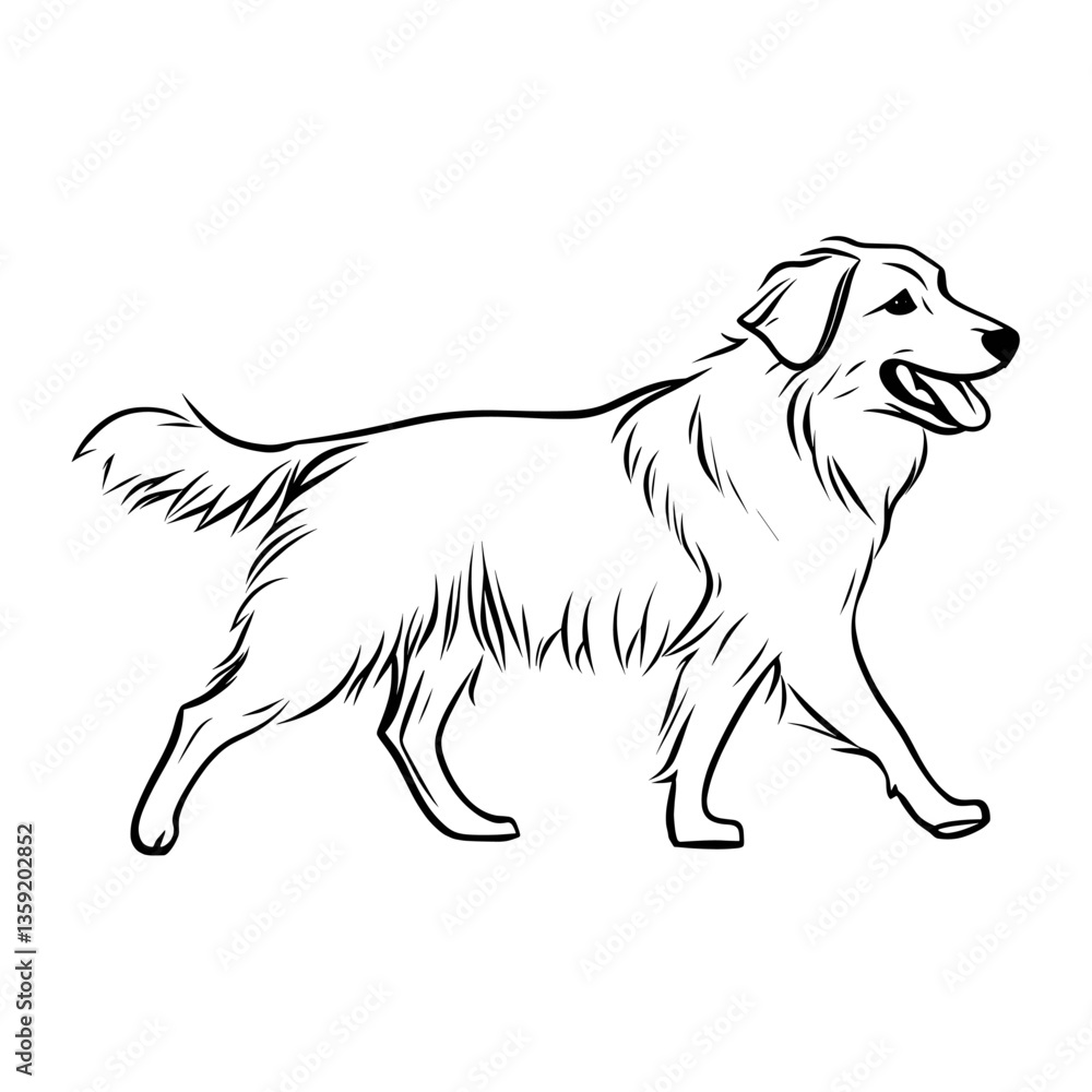 Fototapeta premium Australian shepherd dog drawing art canine vector