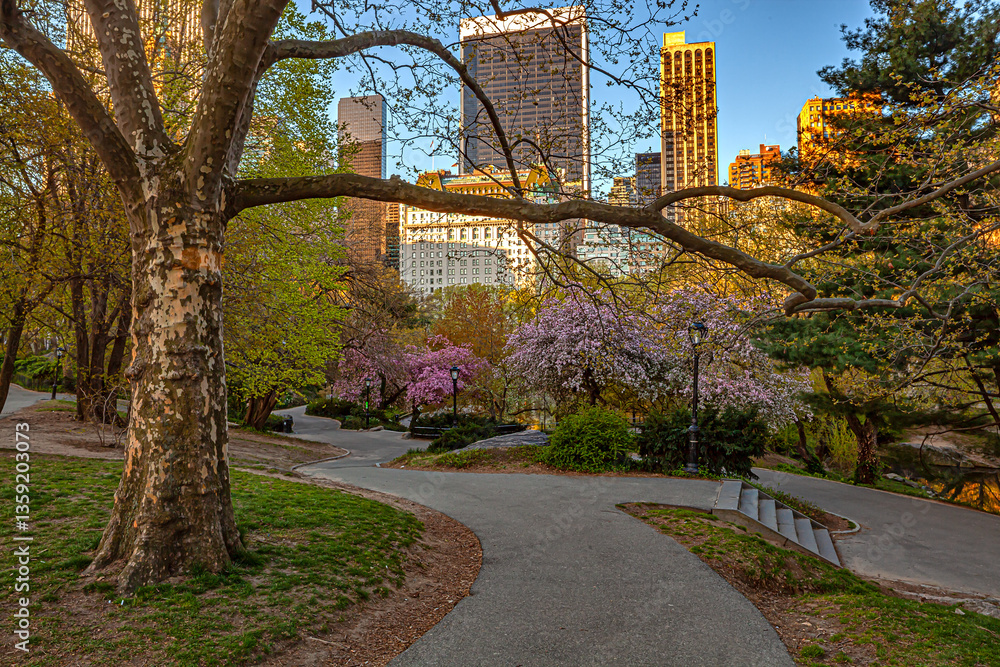 Central Park in spring, early morning