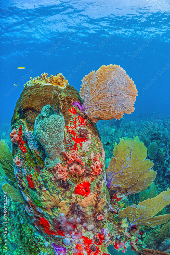 Caribbean coral garden, Bonaire