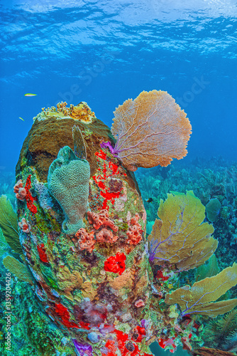 Obraz na płótnie Caribbean coral garden, Bonaire w salonie