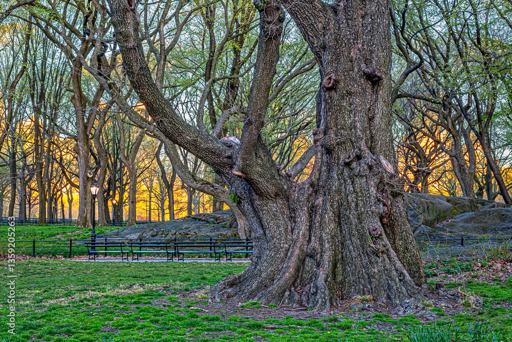 Central Park in spring, early morning