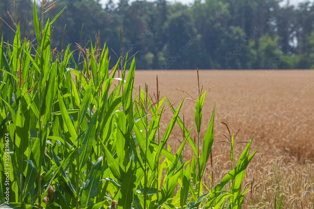 Obraz premium Maisfeld (Zea mays subsp. mays) , Niedersachsen, Deutschland