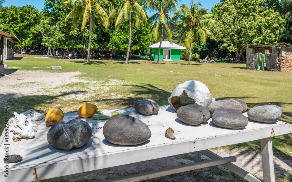 Several Coco de Mer Coconuts Displayed on Wooden Table Outside in Nature, Curieuse Island, Seychelles