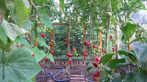 Greenhouse with ripe tomatoes and lush plants in 4k