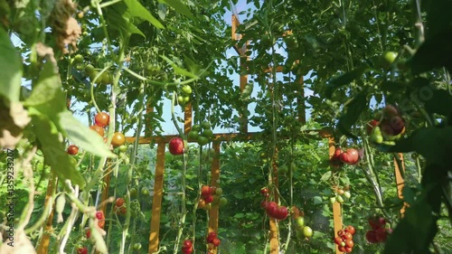 Greenhouse with tomatoes at various stages of ripeness in 4k