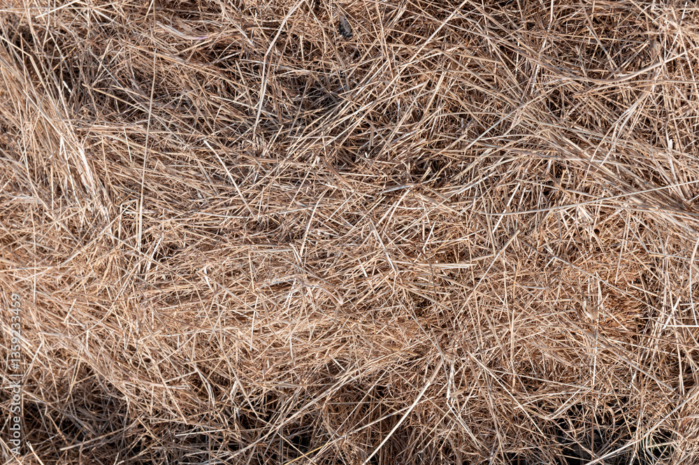 General stock - gardening. ..Straw placed on an allotment bed to amongst other things protect the plants beneath from frost. ..spring, voorjaar, allotment, moestuin, garden General stock - gardening. ..Straw placed on an allotment bed to amongst other things protect the plants beneath from frost. ..spring, voorjaar, allotment, moestuin, garden
