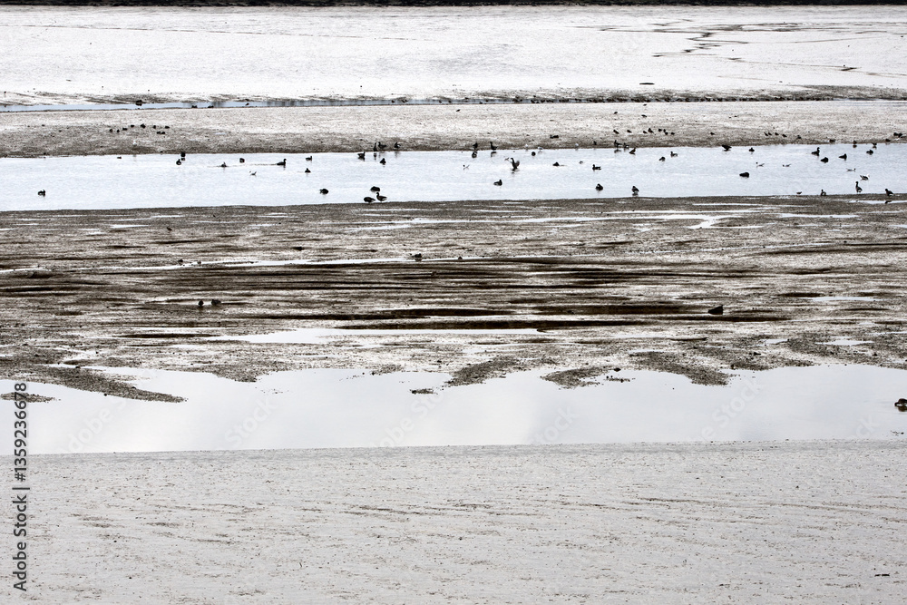 Fototapeta premium sea bottom in low tide