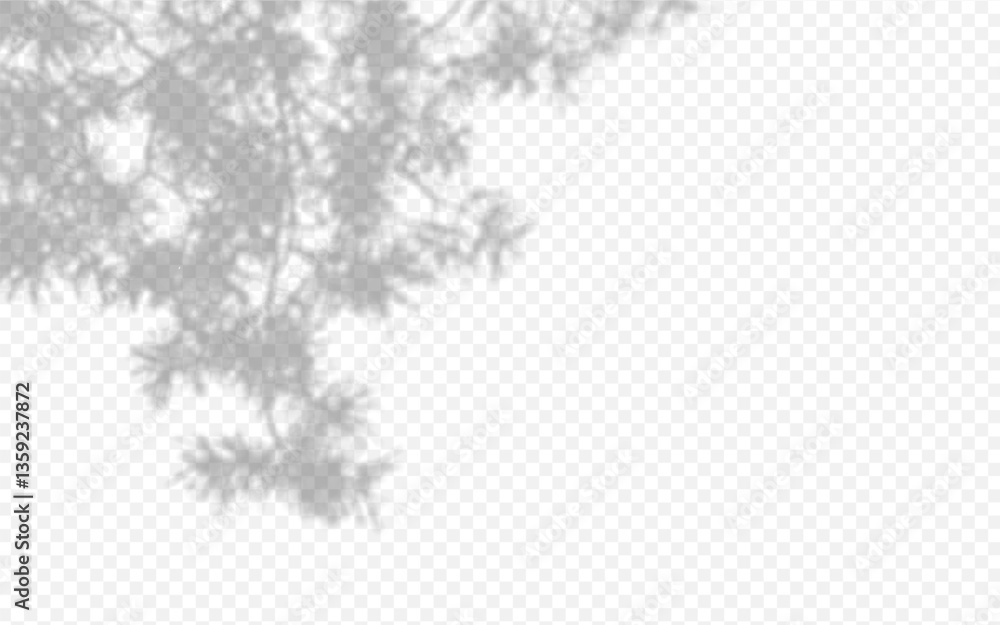 Fototapeta premium Shadow overlay from a pine tree branch isolated on a transparent background.