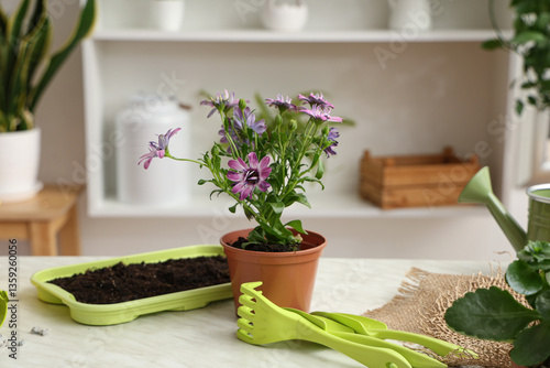 Pot with blooming plant, so...