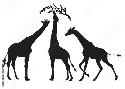 Set vector silhouettes of giraffes