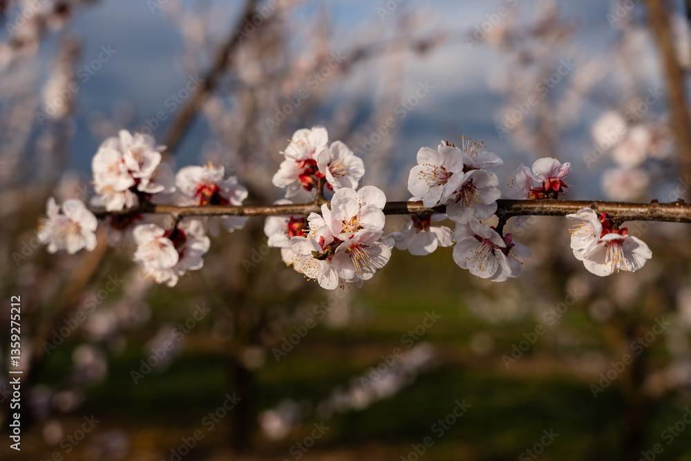 Obstplantagen bei Mainz, März 2025