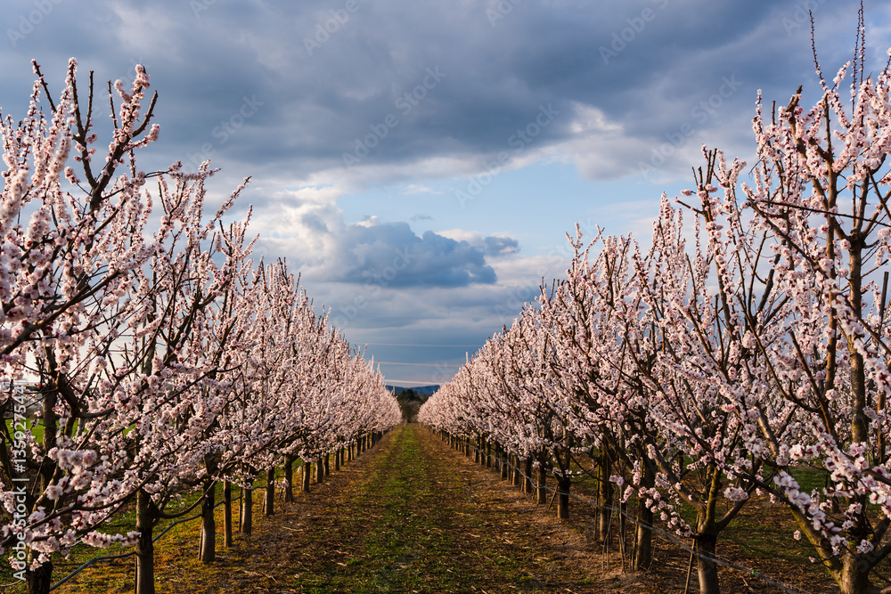 Obstplantagen bei Mainz, März 2025