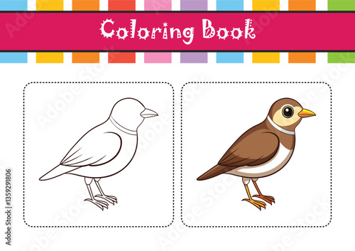 Bright Cape Clapper Lark Bird Illustration