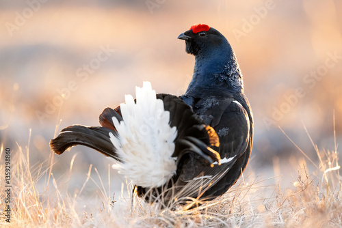 Schilderij op canvas Black grouse showing its tale at sunrise