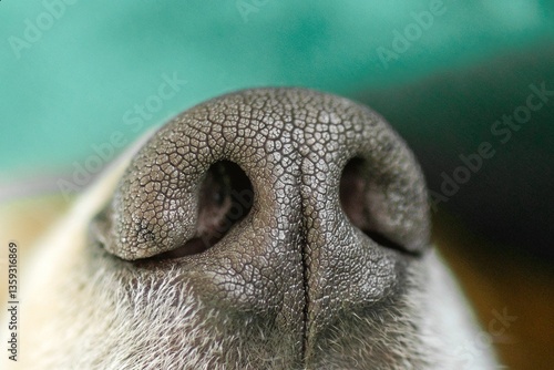 Close-up of nose of dog featuring textured black surface with light brown fur surrounding it.