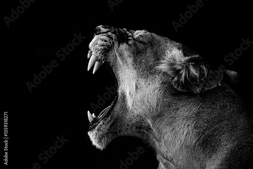 Konstfotografi Dramatic black and white portrait of a roaring lion on a black background