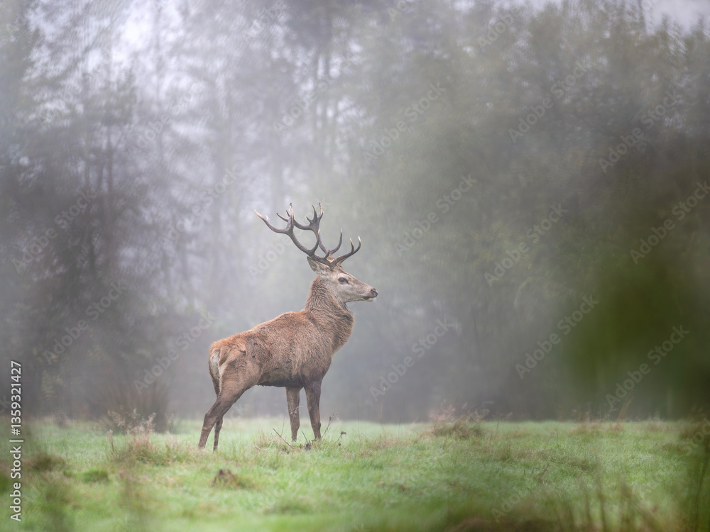 Naklejka premium Male Red deer stag of Scotland stretching upon waking in a plain in the fog in a park. Cervus elaphus, Sologne, Loiret 45, région Centre Val de Loire, France, European Union, Europe