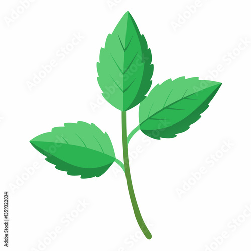 hardy mint plant with square stem 