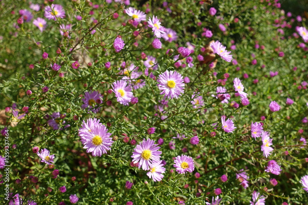 Not fully opened pink flowers and buds of Michaelmas daisies in October Not fully opened pink flowers and buds of Michaelmas daisies in October
