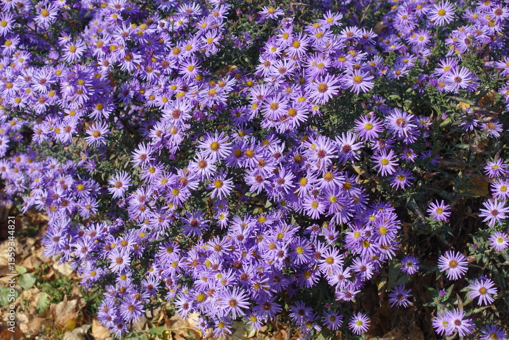 Obraz premium Profusion of violet flowers of Michaelmas daisies in October