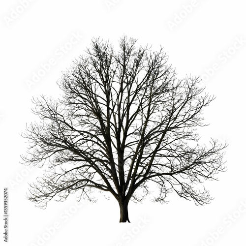 A black tree standing alone against a white background in silhouette.